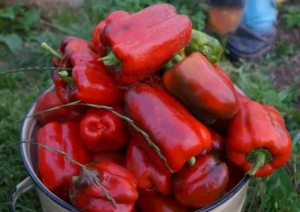 Перець каліфорнійське чудо опис, фото сорти, вирощування, пасинкування, полив, нормування, (каліфорнійське) Перець каліфорнійське чудо опис, фото сорти, вирощування, пасинкування, полив, нормування,