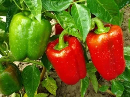 Перець каліфорнійське чудо опис, фото сорти, вирощування, пасинкування, полив, нормування, (опис) Перець каліфорнійське чудо опис, фото сорти, вирощування, пасинкування, полив, нормування,