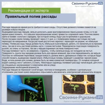 Перець каліфорнійське диво вирощування самостійно з насіння - найкращий метод! (Перець) Перець каліфорнійське диво вирощування самостійно з насіння - найкращий метод!