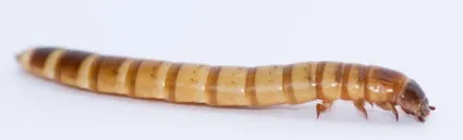 Персональний сайт - зофобас (zophobas morio) (zophobas) Персональний сайт - зофобас (zophobas morio)