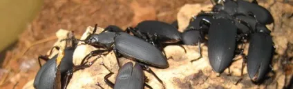 Персональний сайт - зофобас (zophobas morio) (zophobas) Персональний сайт - зофобас (zophobas morio)