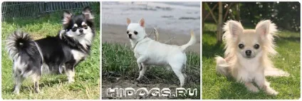 Перша тічка у чихуахуа тривалість, коли починається (фото)