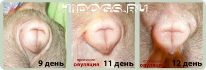 Перша тічка у чихуахуа тривалість, коли починається (фото)