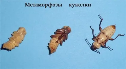 Персональний сайт - зофобас (zophobas morio) (morio) Персональний сайт - зофобас (zophobas morio)