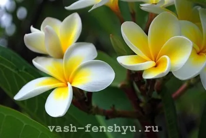 Півонії фен-шуй - красиві символи кохання (символи) Півонії фен-шуй - красиві символи кохання