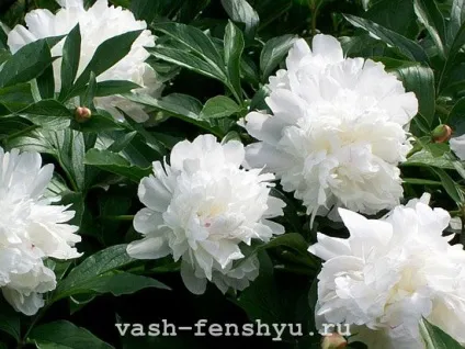 Півонії фен-шуй - красиві символи кохання (місце рублів отримує) Півонії фен-шуй - красиві символи кохання