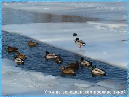 Перспективні місця лову на дніпрі