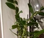 Чому не цвіте не плодоносять смородина