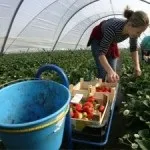 Плівкова теплиця своїми руками просто і вигідно, ясадовод (руками) Плівкова теплиця своїми руками просто і вигідно, ясадовод