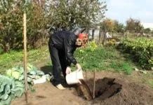 Чому айва цвіте але не плодоносить - секрети садівників (мороз зеленому конусу) Чому айва цвіте але не плодоносить - секрети садівників