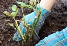 Чому айва цвіте але не плодоносить - секрети садівників (чому) Чому айва цвіте але не плодоносить - секрети садівників