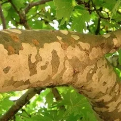 Платан дерево посадка і догляд у відкритому грунті, фото сортів, вирощування і розмноження, хвороби і (сортів) Платан дерево посадка і догляд у відкритому грунті, фото сортів, вирощування і розмноження, хвороби і