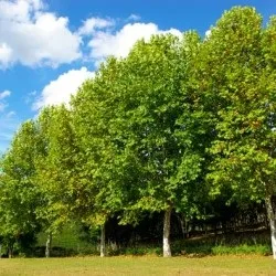 Платан дерево посадка і догляд у відкритому грунті, фото сортів, вирощування і розмноження, хвороби і (посадка) Платан дерево посадка і догляд у відкритому грунті, фото сортів, вирощування і розмноження, хвороби і