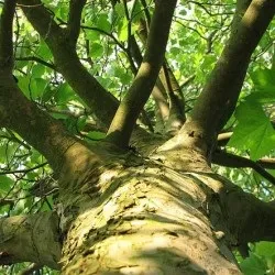 Платан дерево посадка і догляд у відкритому грунті, фото сортів, вирощування і розмноження, хвороби і (платан) Платан дерево посадка і догляд у відкритому грунті, фото сортів, вирощування і розмноження, хвороби і