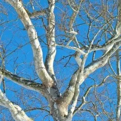 Платан дерево посадка і догляд у відкритому грунті, фото сортів, вирощування і розмноження, хвороби і (дерево) Платан дерево посадка і догляд у відкритому грунті, фото сортів, вирощування і розмноження, хвороби і