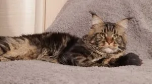 Чому коти йдуть вмирати з дому, котячий помічник (коти) Чому коти йдуть вмирати з дому, котячий помічник