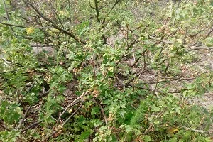 Чому чорна смородина не плодоносять (чорна) Чому чорна смородина не плодоносять