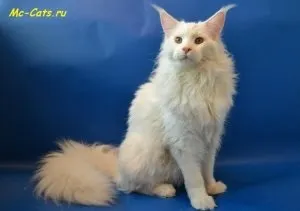 Чому коти йдуть вмирати з дому, котячий помічник (йдуть) Чому коти йдуть вмирати з дому, котячий помічник