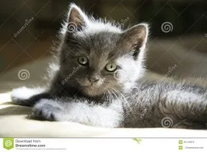 Чому коти йдуть вмирати з дому, котячий помічник (вмирати) Чому коти йдуть вмирати з дому, котячий помічник