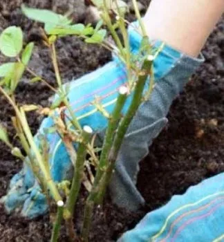 Чому айва цвіте але не плодоносить - секрети садівників (мороз зеленому конусу) Чому айва цвіте але не плодоносить - секрети садівників