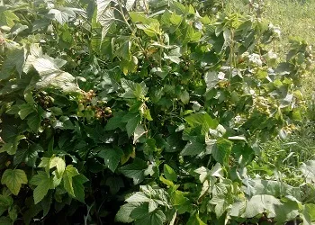 Чому чорна смородина не плодоносять (врожаю чорної смородини) Чому чорна смородина не плодоносять