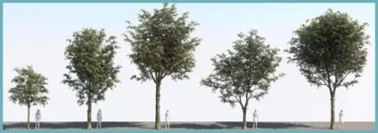 Платан дерево посадка і догляд у відкритому грунті, фото сортів, вирощування і розмноження, хвороби і (сортів) Платан дерево посадка і догляд у відкритому грунті, фото сортів, вирощування і розмноження, хвороби і