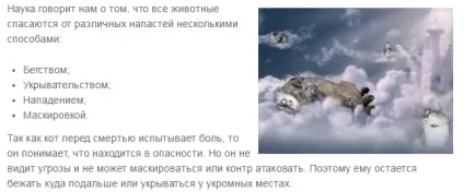 Чому перед своєю смертю коти йдуть з дому (чому) Чому перед своєю смертю коти йдуть з дому
