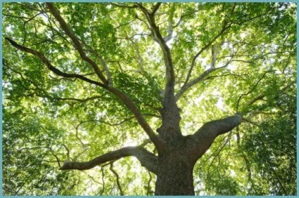 Платан дерево посадка і догляд у відкритому грунті, фото сортів, вирощування і розмноження, хвороби і (посадка) Платан дерево посадка і догляд у відкритому грунті, фото сортів, вирощування і розмноження, хвороби і