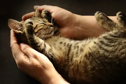 Чому кішка любить лягати на людину, фелінотерапія і інші теорії