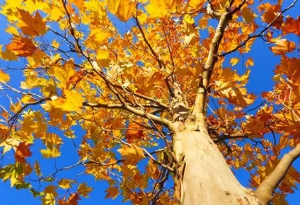 Платан дерево посадка і догляд у відкритому грунті, фото сортів, вирощування і розмноження, хвороби і (фото) Платан дерево посадка і догляд у відкритому грунті, фото сортів, вирощування і розмноження, хвороби і