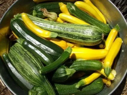 Чому кабачки гіркі кілька причин гіркоти