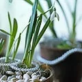 Проліски - квіти нового року (квіти) Проліски - квіти нового року