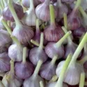 Чому яблуко темніє чому розрізане яблуко змінює колір, продукти харчування! (Чому) Чому яблуко темніє чому розрізане яблуко змінює колір, продукти харчування!