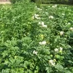 Підготовка ґрунту для посадки цибулі - cельхозпортал