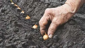 Підготовка ґрунту для посадки цибулі - cельхозпортал