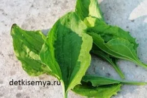 Подорожник корисні властивості і протипоказання, все про дітей і сім'ю (насіння подорожника лікувальні властивості і протипоказання) Подорожник корисні властивості і протипоказання, все про дітей і сім'ю