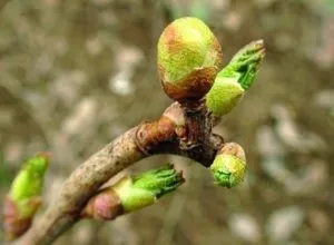 Почковий кліщ на смородині заходи боротьби, фото і відео (кліщ) Почковий кліщ на смородині заходи боротьби, фото і відео