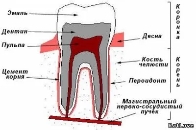 Детальніше про щурячих зубах - каталог статей - пасючій край (протягом усього життя) Детальніше про щурячих зубах - каталог статей - пасючій край