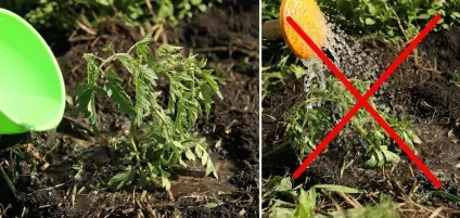 Чому тріскаються помідори в теплиці і як цього уникнути відповідь тут! (Опускається нижче градусів) Чому тріскаються помідори в теплиці і як цього уникнути відповідь тут!