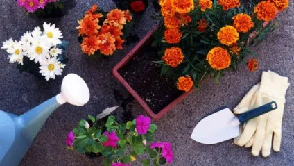 Чому у орхідеї відпадають бутони і мляві листя