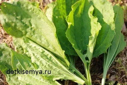 Подорожник корисні властивості і протипоказання, все про дітей і сім'ю (листя подорожника лікувальні властивості і протипоказання) Подорожник корисні властивості і протипоказання, все про дітей і сім'ю