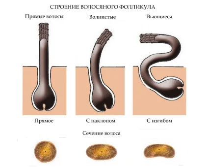 Чому волосся в'ється