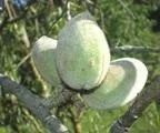 Корисні властивості мигдалю, здоровий спосіб життя (мигдалю) Корисні властивості мигдалю, здоровий спосіб життя