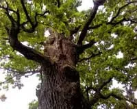 Користь і шкода найпопулярніших трав (користь) Користь і шкода найпопулярніших трав