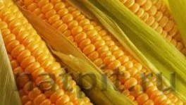 Корисні властивості кукурудзи і її склад, каталог натуральних продуктів (кукурудзи) Корисні властивості кукурудзи і її склад, каталог натуральних продуктів