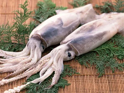 Користь кальмарів і як правильно вибрати а потім зварити (кальмарів) Користь кальмарів і як правильно вибрати а потім зварити