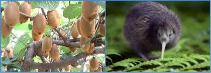 Корисний фрукт ківі, цікаво всім (де росте ківі) Корисний фрукт ківі, цікаво всім