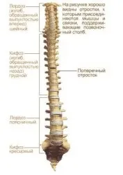 Хребет людини анатомія і будова (анатомія) Хребет людини анатомія і будова