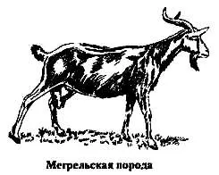 породи кіз