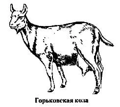 породи кіз